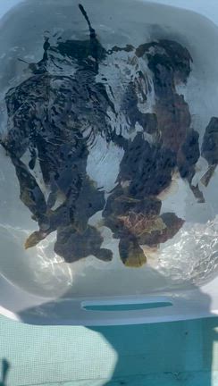 9月15日(月)『純粋カワハギ釣り』釣果の記事動画