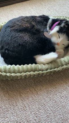 2/28曲げわっぱ「コロッケ弁当」の記事動画