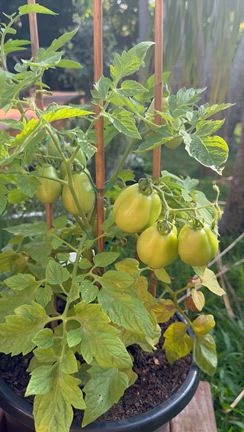 育てて、香って、癒される！ハーブのある暮らしの記事動画