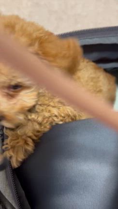 りんぐうちの子記念日の記事動画