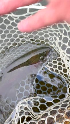 魚にやさしいリリースの記事動画