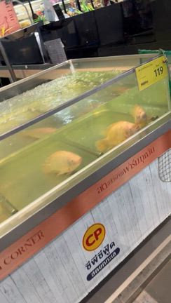 ONEフライデーファイト97①出発の記事動画