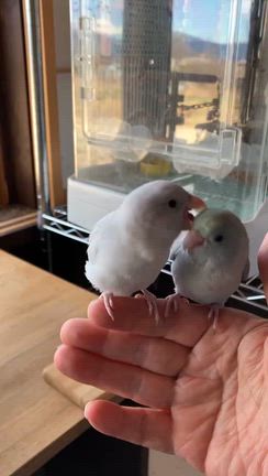 感謝いっぱい 素敵な誕生日です✨️の記事動画