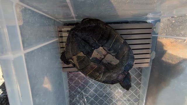 脱皮中の記事動画