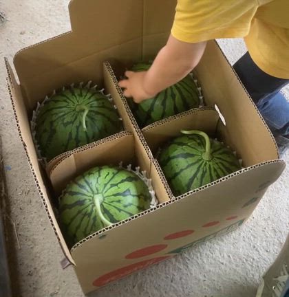 スイカの出荷手伝い？の記事動画