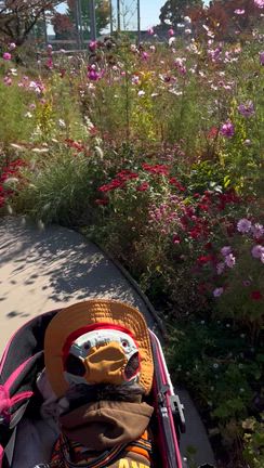 秋バラを見に行ってきたの記事動画