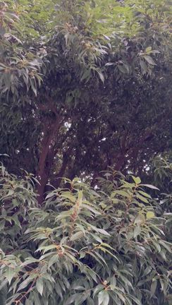 解決した！の記事動画