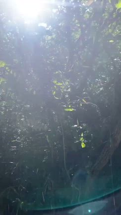 ◆［アマテラス・癒しのお日様動画］九龍パワーを受け取って眠ろうの記事動画