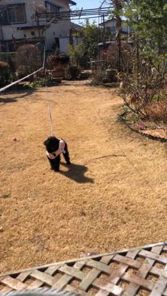 LEDキャンドルのプリザーブドフラワーアレンジの記事動画