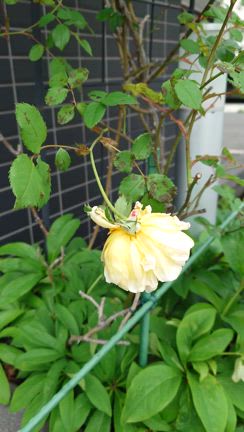 花壇の記事動画