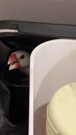 弁当箱の記事動画