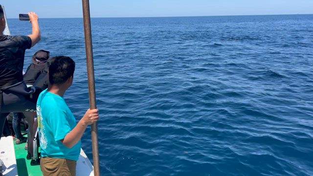 ダイビング休憩中にイルカに遭遇の記事動画