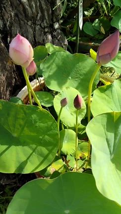 粉松球の花芽の記事動画