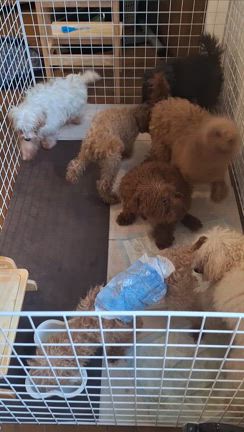 繁殖場崩壊からの保護と他、保護犬の記事動画