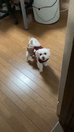 フジちゃんと夜勤♪の記事動画