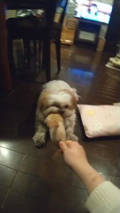 保護犬アメリの記事動画