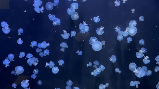 フワフワ～ユラユラ～の記事動画