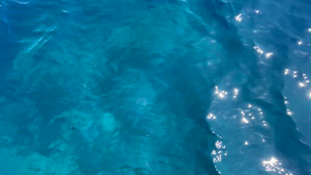 ダイビング休憩中にイルカに遭遇の記事動画