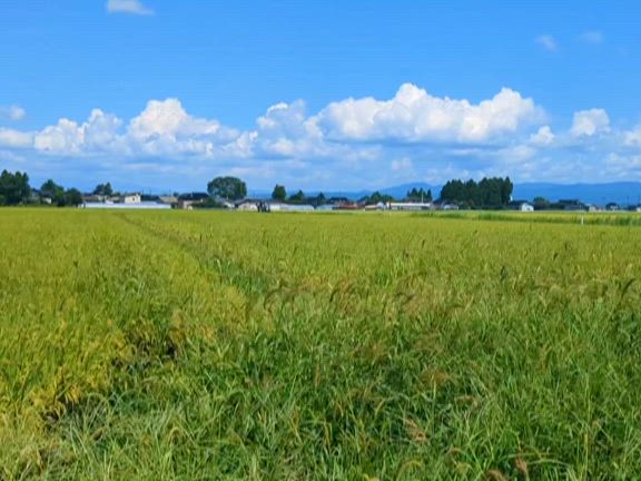 庄内平野の感動の記事動画