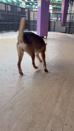 最近のドッグランの記事動画