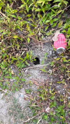 【沖縄移住】家の近くにカニの巣が！！の記事動画