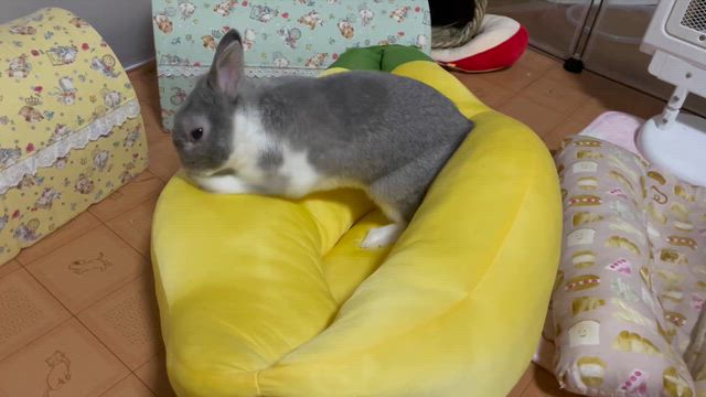 新しい牧草の記事動画