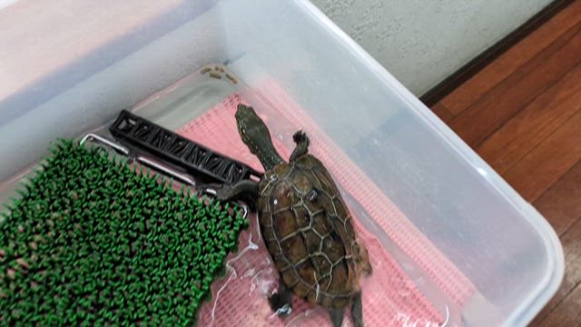 クサガメ権ちゃん動画の記事動画