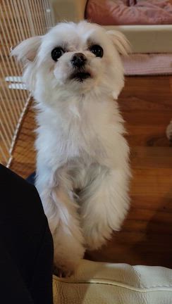 チョー可愛いルチアの記事動画