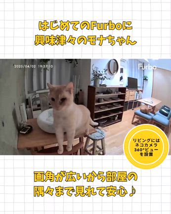 ★ シニア猫のお留守番が心配…Furboで見守り生活はじめましたの記事動画