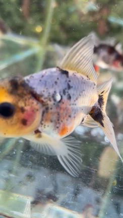 犬に論語の記事動画