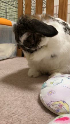 なんとか間に合った〜の記事動画