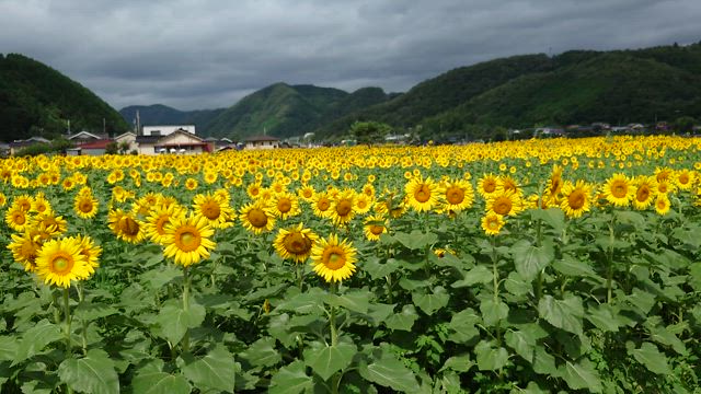 兵庫県　佐用町　ひまわりの記事動画