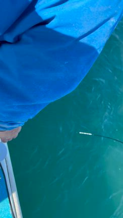 プレミアム鰤便❣️ブリ出ずも全員安打❣️－27日－の記事動画