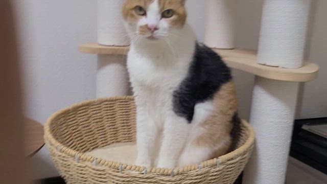 すずかぜが正式譲渡になりました！の記事動画