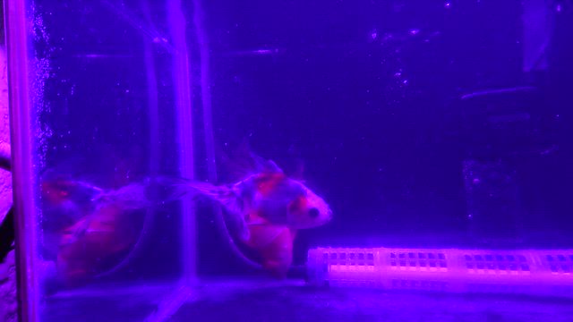 金魚さん病気の時期です。の記事動画