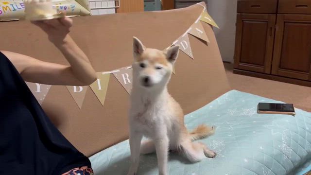 りおん15回目の家の子記念日の記事動画