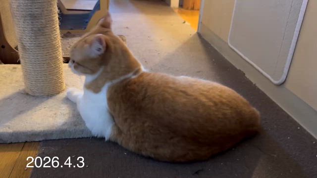 4月4日の星占いの記事動画