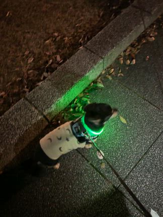 蛤とズワイ蟹。帰ってきたソーセー人。の記事動画