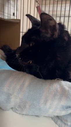 黒猫東華（とうか）も虹の橋の向こうへの記事動画