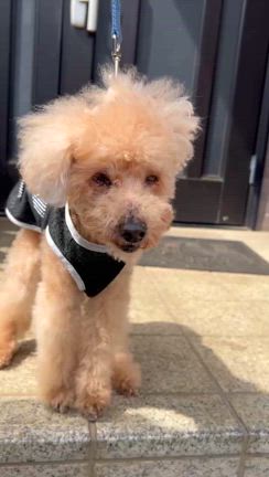 元気なプードルのお客様！の記事動画