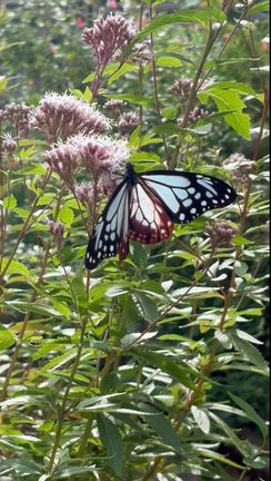 【神秘の渡り蝶アサギマダラ】がお庭にやってきました。の記事動画