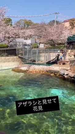 花見納めと動物園の融合の記事動画