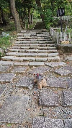 ちょこっとお山への記事動画