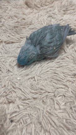 05.16  完売しました。サザナミインコの雛(ブルースパングル)の記事動画