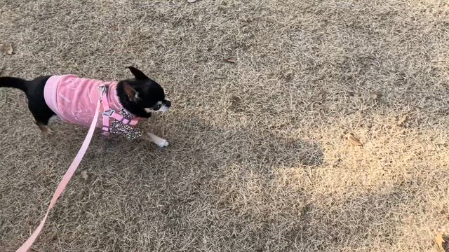 子犬ぽい走り方のシニア犬うららの記事動画