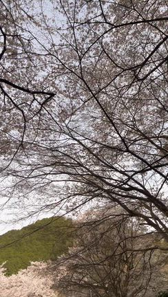 今年もめぐってくる大好きな桜の季節❣️の記事動画