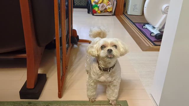 まるこの要求「早くーごはんちょーだい！ょーーー」の記事動画