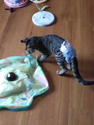 めるる…オムツつけてみた(*^^*)の記事動画