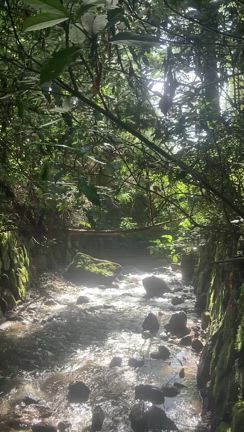 我が家の癒しの記事動画