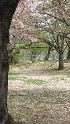 そしてさいごのお花見の記事動画